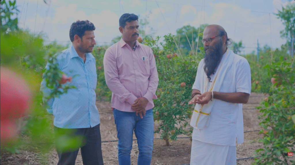 pomegranate guidence
