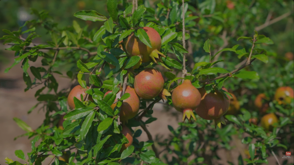 pomegranate setting